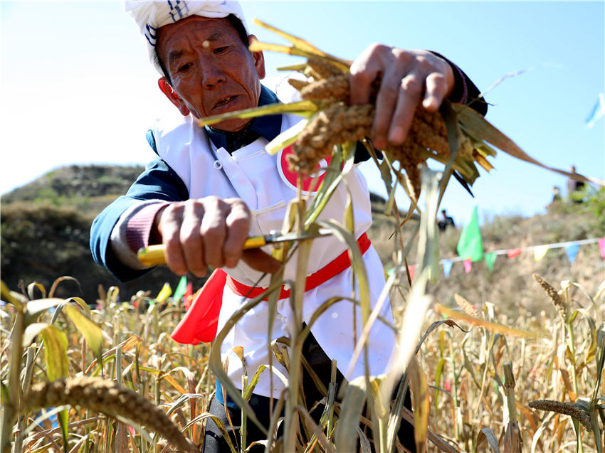 高西溝村的谷子地里，農民隊員們割谷打捆，一派熱火朝天景象。杜銀寶攝