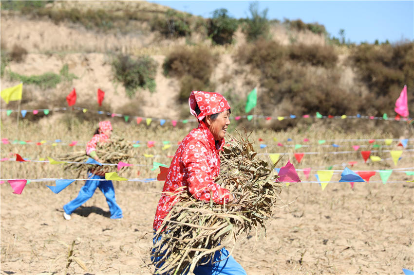 高西溝村的谷子地里，農民隊員們割谷打捆，一派熱火朝天景象。杜銀寶攝