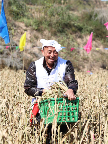 高西溝村的谷子地里，農民隊員們割谷打捆，一派熱火朝天景象。杜銀寶攝