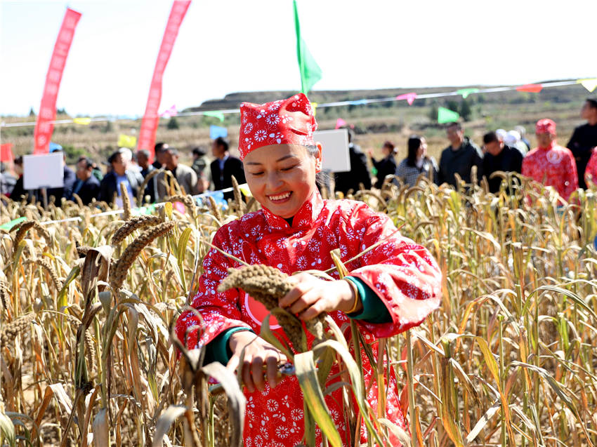 高西溝村的谷子地里，農(nóng)民隊(duì)員們割谷打捆，一派熱火朝天景象。杜銀寶攝