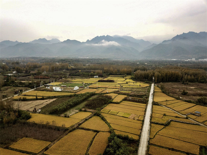 背靠大秦嶺的長安王莽恢復了水稻種植，水鄉農耕景觀得以再現。吳超攝