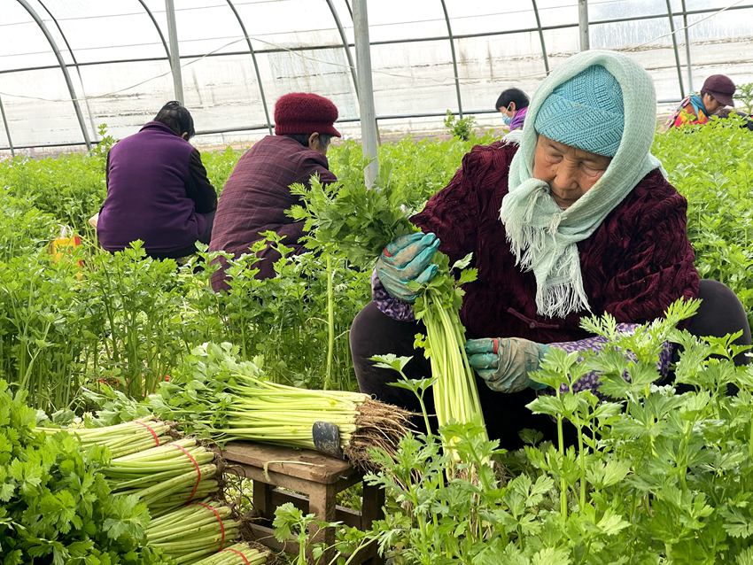 蔬菜大棚內群眾正在采收麥芹。人民網袁飛 攝