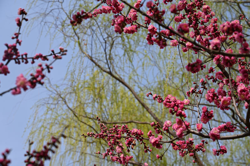 西安浐灞國家濕地公園迎來“花”式美景