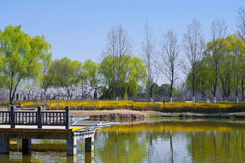 西安浐灞國(guó)家濕地公園迎來(lái)“花”式美景