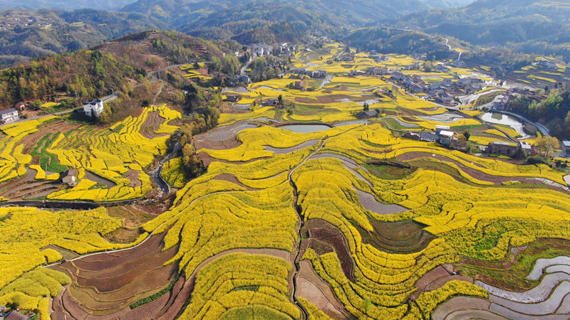 擁有260年歷史的鳳堰古梯田迎來最美油菜花海。