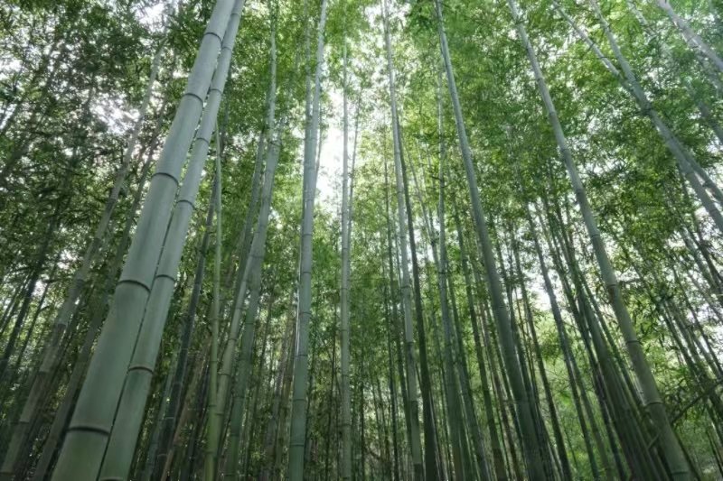 周至縣張龍村“竹海”。李銳攝