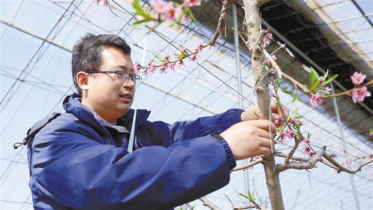 3月1日，達靖文在管護大棚桃樹。