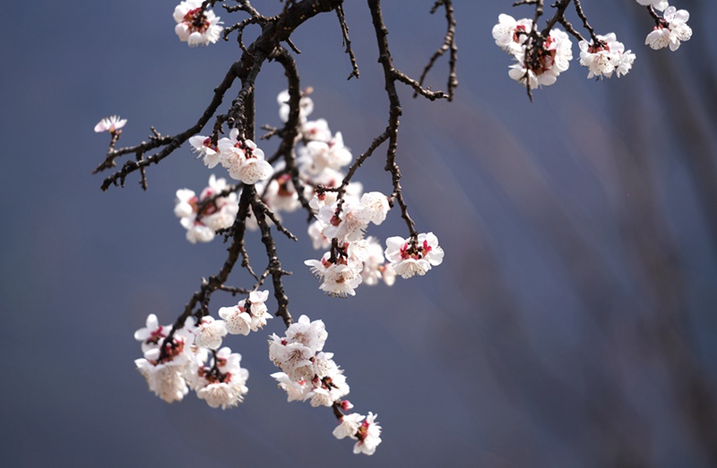 3月25日，西安市臨潼區仁宗街道莊王村官溝組杏花嶺上的杏花迎風怒放。王三合攝