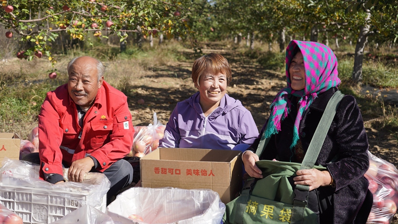 村民們正在采摘蘋果。